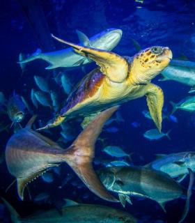 Las Palmas de Gran Canaria: una tortuga encontrada en estado crítico se recupera en Poema del Mar antes de ser devuelta al mar · foto 5