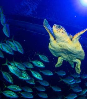 Las Palmas de Gran Canaria: una tortuga encontrada en estado crítico se recupera en Poema del Mar antes de ser devuelta al mar · foto 1