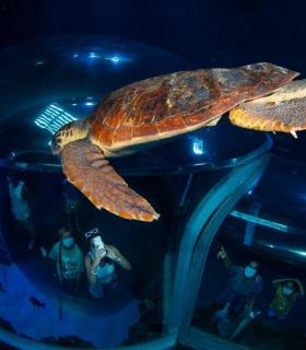 Las Palmas de Gran Canaria: una tortuga encontrada en estado crítico se recupera en Poema del Mar antes de ser devuelta al mar · foto 7