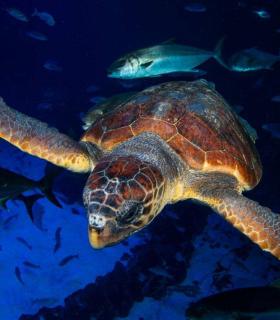 Las Palmas de Gran Canaria: una tortuga encontrada en estado crítico se recupera en Poema del Mar antes de ser devuelta al mar · foto 8