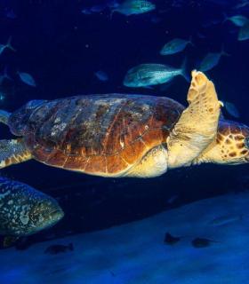 Las Palmas de Gran Canaria: una tortuga encontrada en estado crítico se recupera en Poema del Mar antes de ser devuelta al mar · foto 4