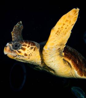 Las Palmas de Gran Canaria: una tortuga encontrada en estado crítico se recupera en Poema del Mar antes de ser devuelta al mar · foto 6