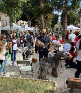 La XVIII Feria de la Ciencia y el VII el Paseo Canino, animaron este domingo el centro de La Orotava · foto 1