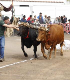 El Ayuntamiento de Tacoronte y los ganaderos suspenden los actos de Antonio Abad por la incidencia de la Covid · foto 2