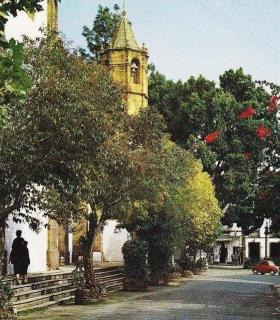 Nueva Canarias Teror tacha al ejecutivo conformado por el PP-PSOE de “Arboricidas” · foto 4