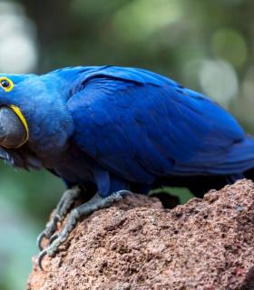 American Humane anuncia el “Premio Internacional para la Conservación de Especies Wolfgang Kiessling” · foto 1