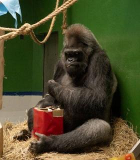 Loro Parque celebra el 50 cumpleaños del gorila Schorsch · foto 3