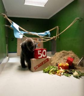Loro Parque celebra el 50 cumpleaños del gorila Schorsch · foto 1