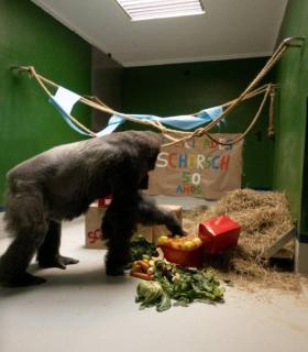 Loro Parque celebra el 50 cumpleaños del gorila Schorsch · foto 2