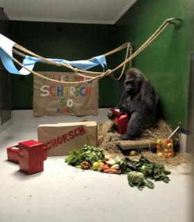 Loro Parque celebra el 50 cumpleaños del gorila Schorsch · foto 4