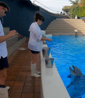 Loro Parque recibe un reconocimiento de la Asociación Internacional de Entrenadores de Mamíferos Marinos por sus avances en investigación · foto 4