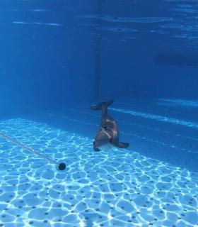 Loro Parque recibe un reconocimiento de la Asociación Internacional de Entrenadores de Mamíferos Marinos por sus avances en investigación · foto 3
