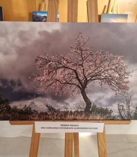 Santiago del Teide: Antonio David Taño Felipe ganador de la XXV edición del Concurso de Fotografía “Almendro en Flor 2022” · foto 5