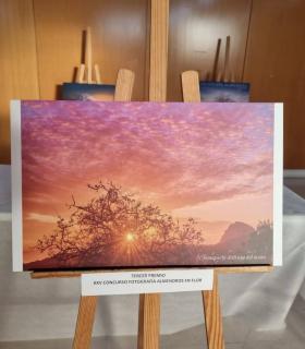 Santiago del Teide: Antonio David Taño Felipe ganador de la XXV edición del Concurso de Fotografía “Almendro en Flor 2022” · foto 4