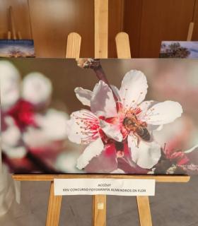Santiago del Teide: Antonio David Taño Felipe ganador de la XXV edición del Concurso de Fotografía “Almendro en Flor 2022” · foto 2