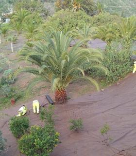 El Cabildo de Tenerife realiza mejoras paisajísticas en el enlace de la TF-42 en Icod de Los Vinos · foto 1