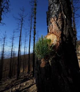 Las 3.028 hectáreas quemadas en Arico comienzan a recuperarse tras los trabajos del Cabildo · foto 3