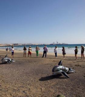 Loro Parque Fundación colabora en una formación en varamiento de cetáceos · foto 3