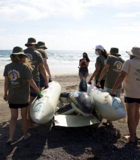 Loro Parque Fundación colabora en una formación en varamiento de cetáceos · foto 1