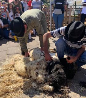 La Orotava: todo un éxito la feria regional de la Lana · foto 6
