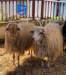 La Orotava: todo un éxito la feria regional de la Lana · foto 10