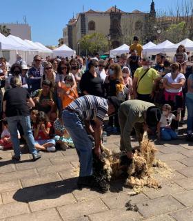 La Orotava: todo un éxito la feria regional de la Lana · foto 3