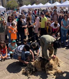 La Orotava: todo un éxito la feria regional de la Lana · foto 1