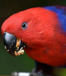 Loro Parque envía un camión de comida para ayudar a los zoológicos de Ucrania · foto 4