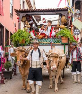Este domingo se celebra la Romería de La Orotava, la más bonita de Canarias · foto 5