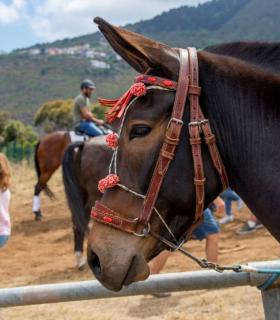 La Orotava: el recinto de Las Dehesas congrega este sábado más de 1.200 cabezas de ganado · foto 7