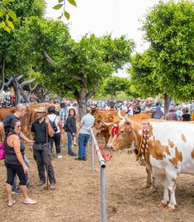 La Orotava: el recinto de Las Dehesas congrega este sábado más de 1.200 cabezas de ganado · foto 16
