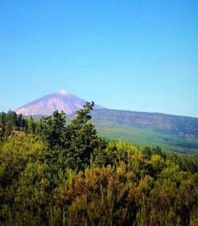 Descubrir La Orotava a través de sus dragos y miradores · foto 17