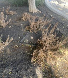 Arrecife de Lanzarote: se reitera una vez más lo mismo que se lleva reivindicando hace tres años · foto 2