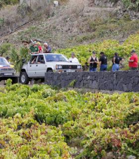 La Fiesta de la Vendimia acoge alrededor de 1.000 personas en Tegueste · foto 1