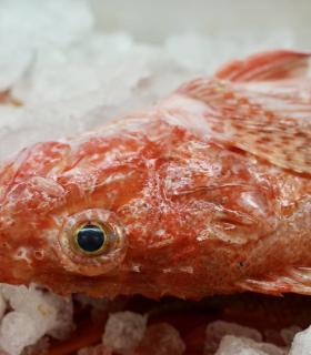 Arona: el Mercado del Agricultor estrena punto de venta de pescado en el V aniversario de su apertura en Valle San Lorenzo · foto 6