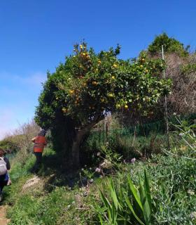 El Cabildo de Tenerife dedica más de medio millón de euros a los senderos y árboles frutales de Teno · foto 1