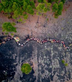Arranca una Transvulcania  que promete dar espectáculo · foto 2