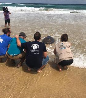 La tortuga "Chofe" viajará por los mares de la Macaronesia para recabar información sobre el calentamiento de los océanos · foto 1