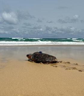 La tortuga "Chofe" viajará por los mares de la Macaronesia para recabar información sobre el calentamiento de los océanos · foto 2