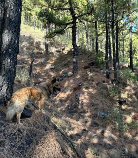El Cabildo apuesta por la conservación del pastoreo con cabra palmera · foto 2