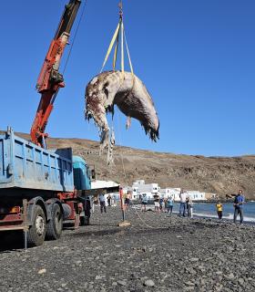 Retirada del cetáceo varado en Pozo Negro · foto 3