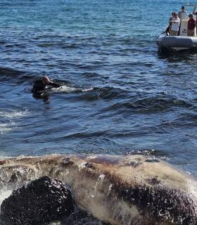 Retirada del cetáceo varado en Pozo Negro · foto 1