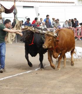 Tacoronte inaugura este fin de semana la programación festiva en honor a San Antonio Abad · foto 2