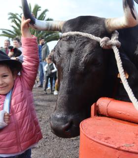 Tacoronte inaugura este fin de semana la programación festiva en honor a San Antonio Abad · foto 3