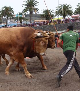 Tacoronte encara la recta final del programa de actos festivos en honor a San Antonio Abad · foto 1