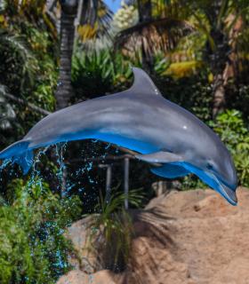 Los mayores expertos del mundo en mamíferos acuáticos se reunen en Tenerife · foto 1