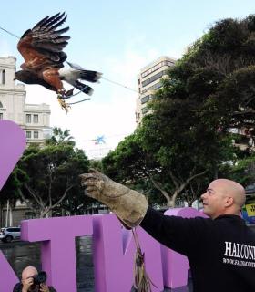 Un halcón sobrevolará Santa Cruz, de forma controlada, para disuadir a las palomas · foto 1
