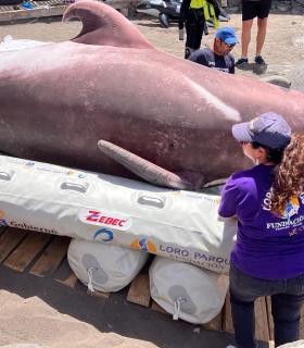 Loro Parque Fundación entrega al Cabildo de El Hierro un pontón para el rescate de cetáceos · foto 1