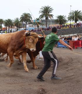 Tacoronte inicia este domingo la fiesta ganadera en honor a San Antonio Abad · foto 1