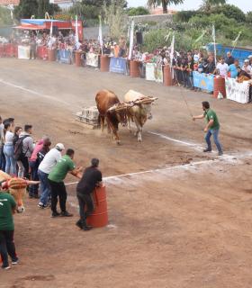 Tacoronte inicia este domingo la fiesta ganadera en honor a San Antonio Abad · foto 2
